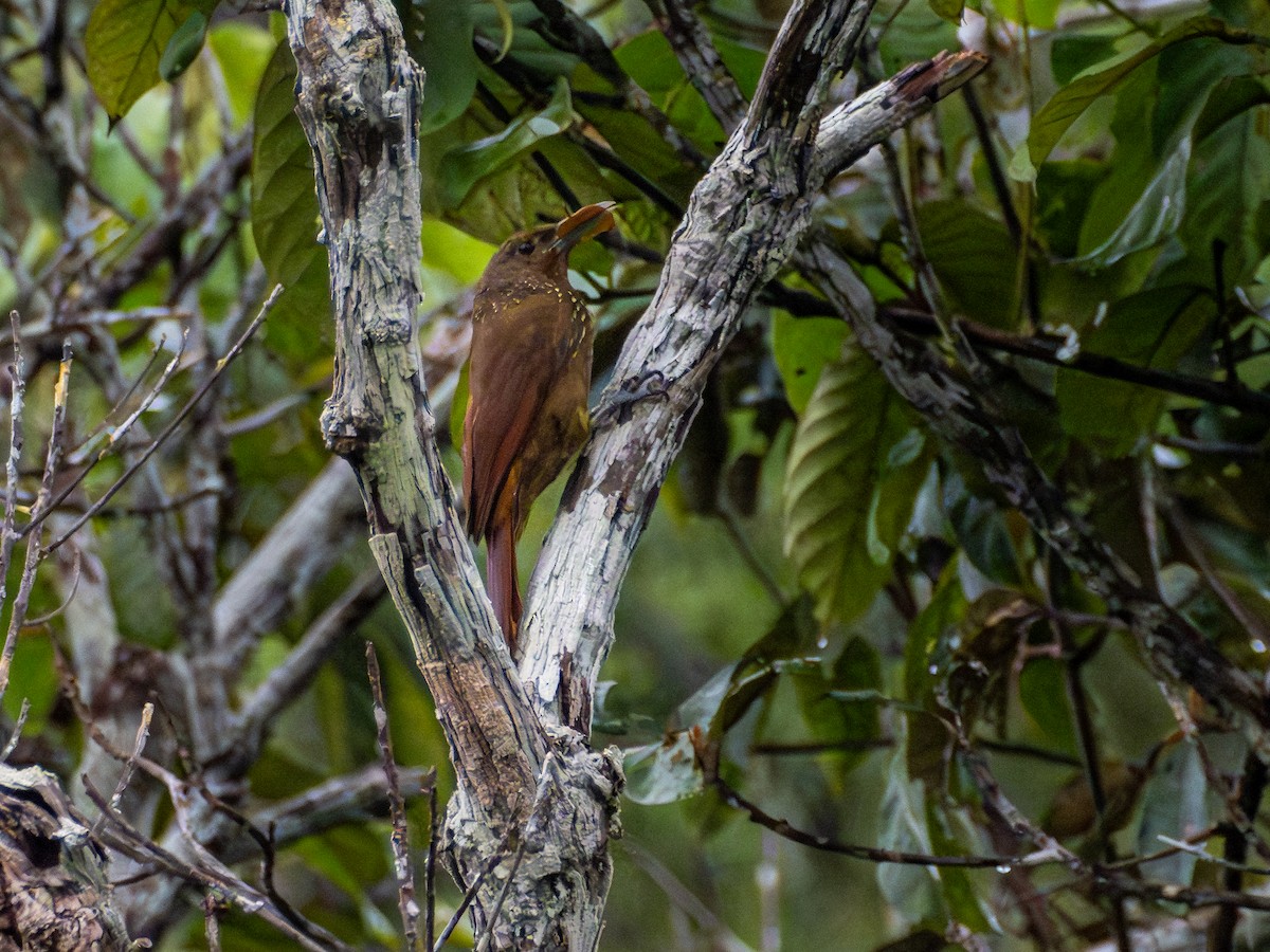 Cinnamon-throated Woodcreeper (rufigula) - ML659410660