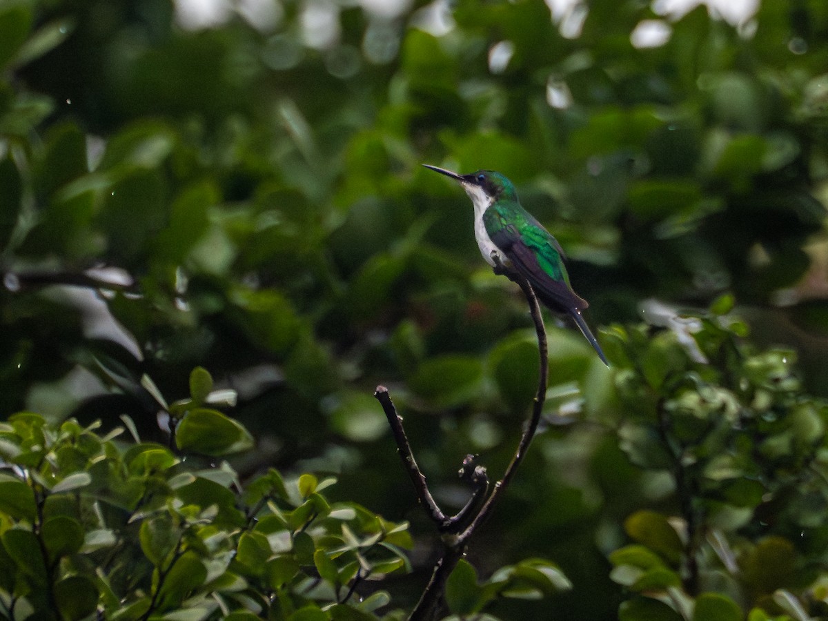 Black-eared Fairy - ML659410664