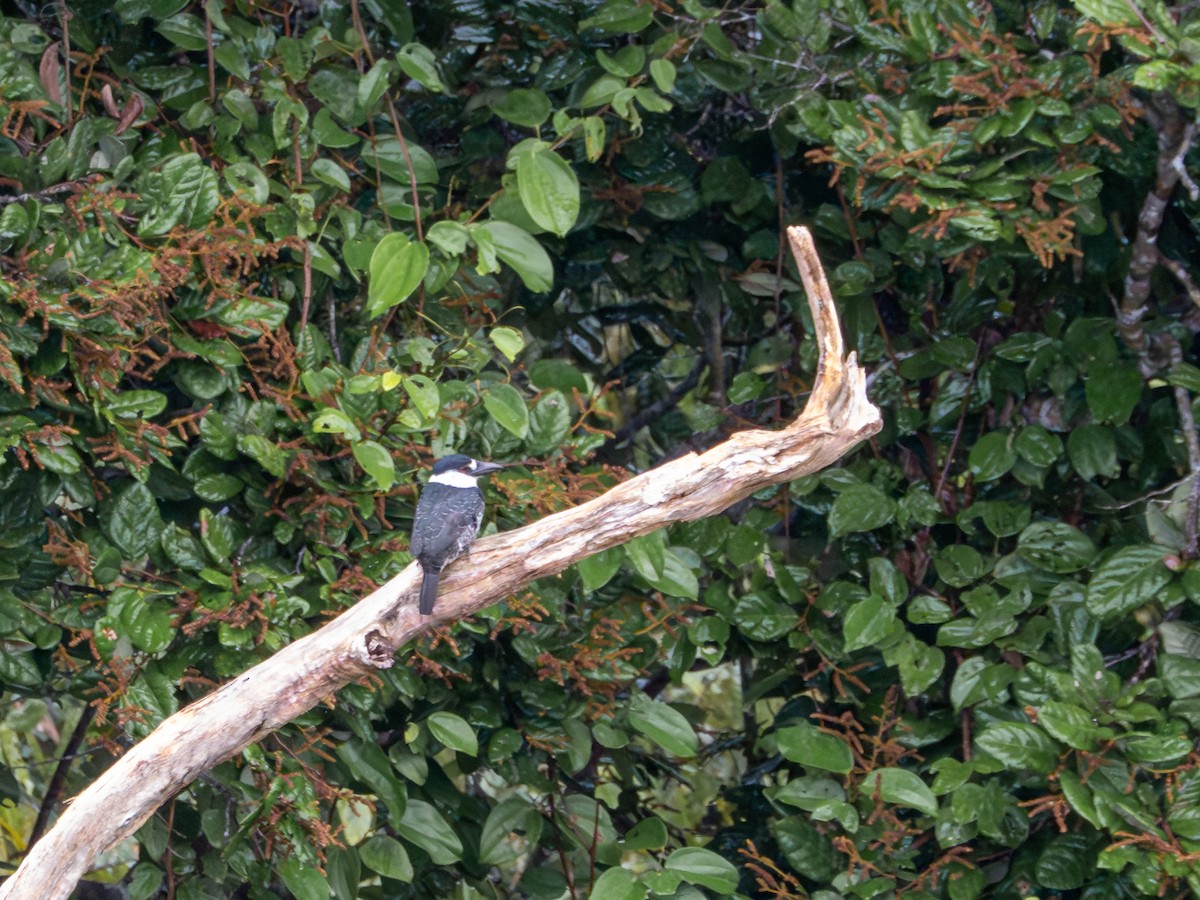Guianan Puffbird - ML659410679