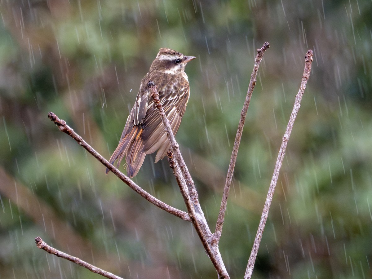Variegated Flycatcher - ML659410693