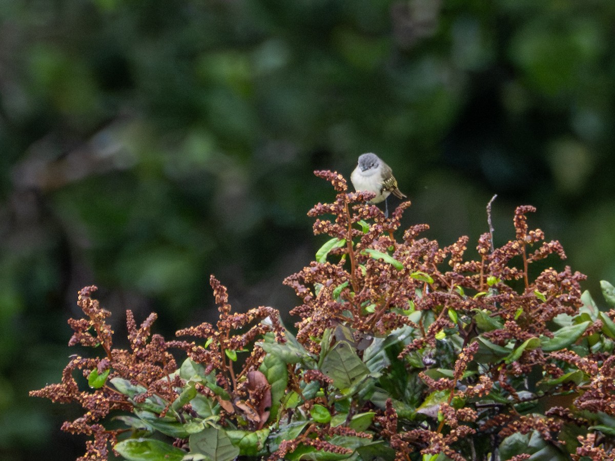 Guianan Tyrannulet - ML659410704