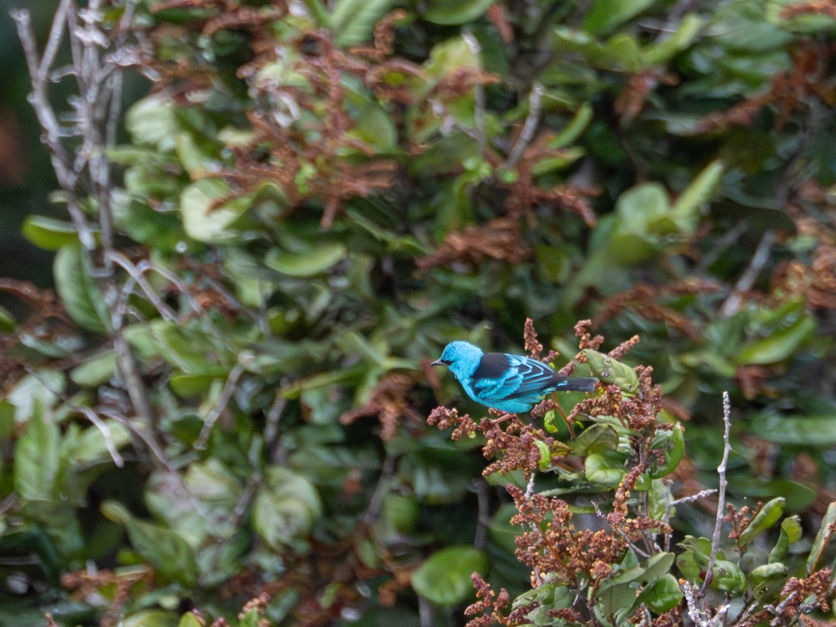 Blue Dacnis - ML659410709