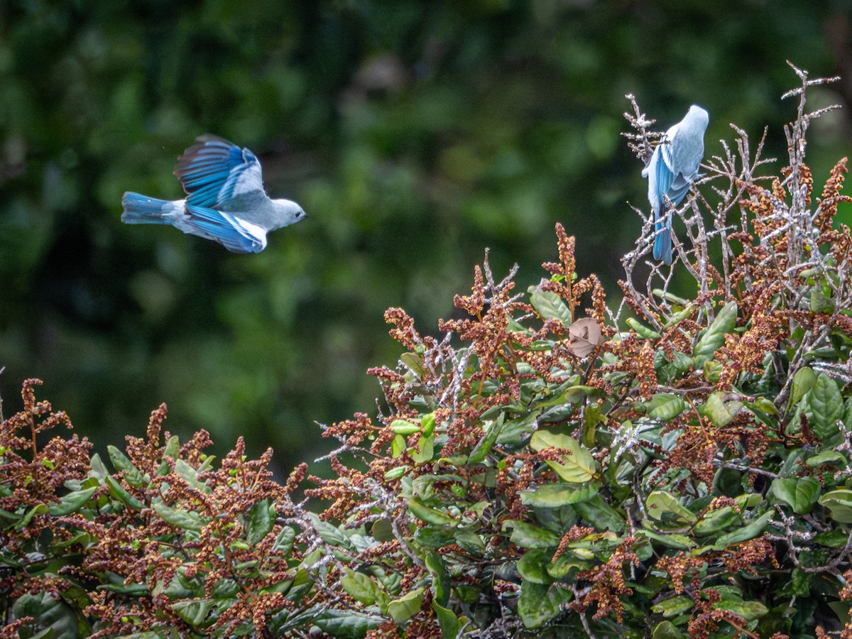 Blue-gray Tanager - ML659410721