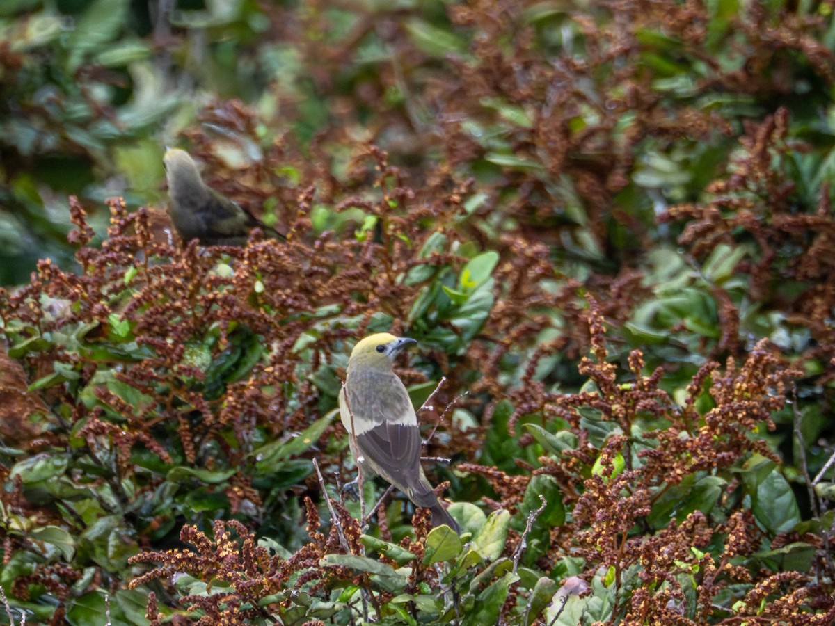 Palm Tanager - ML659410727