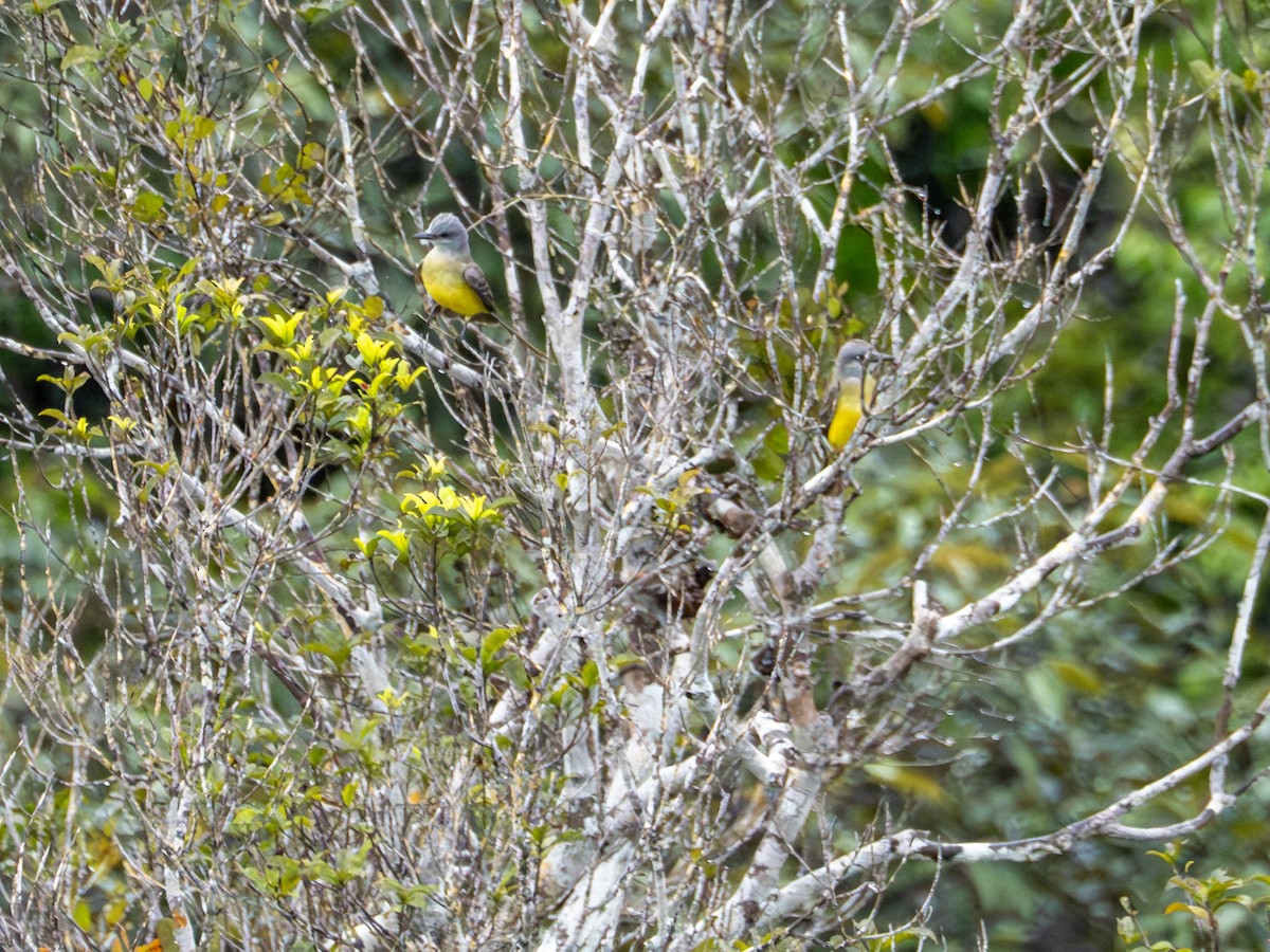 Tropical Kingbird - ML659410735