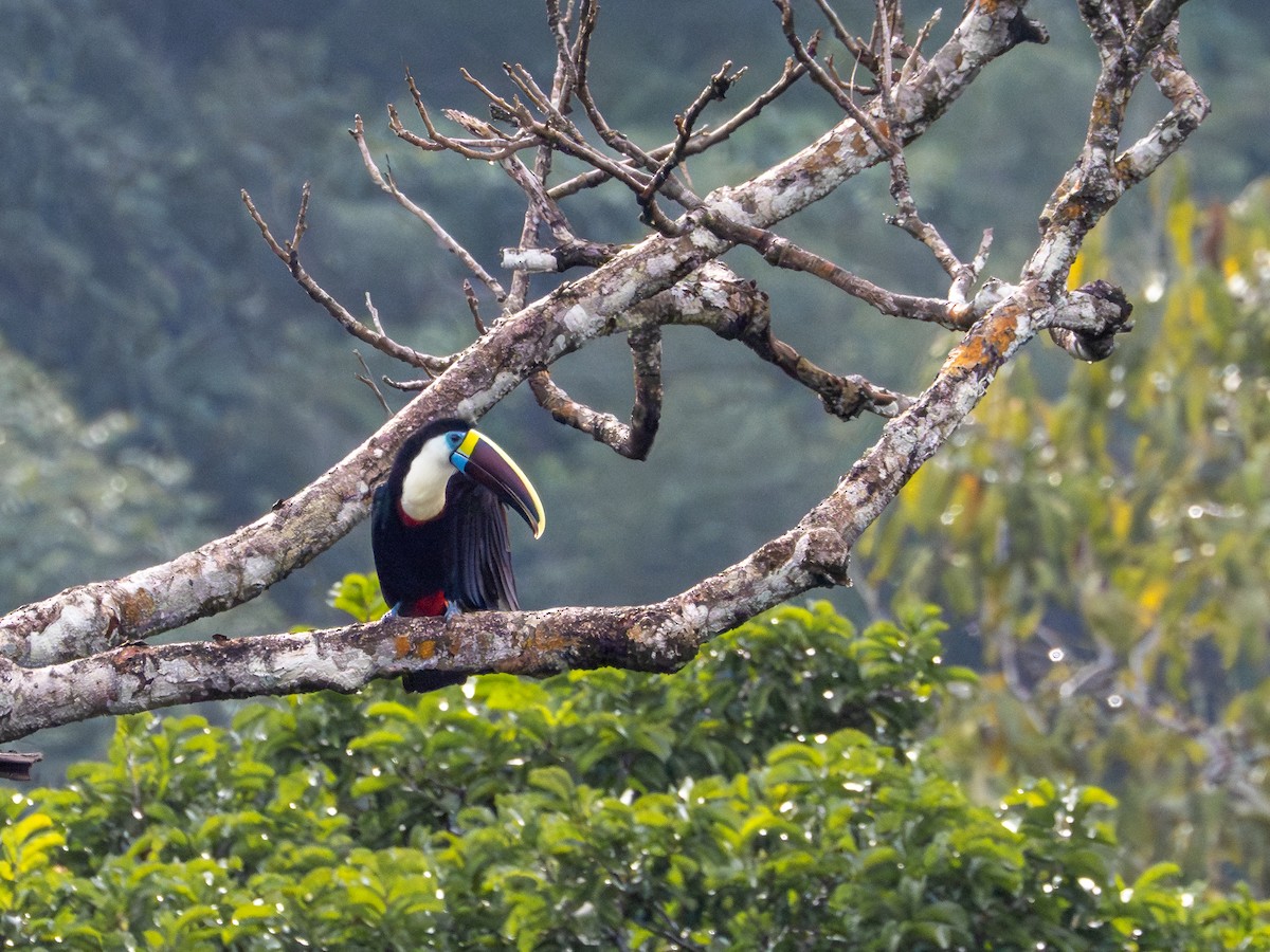 White-throated Toucan - ML659410756