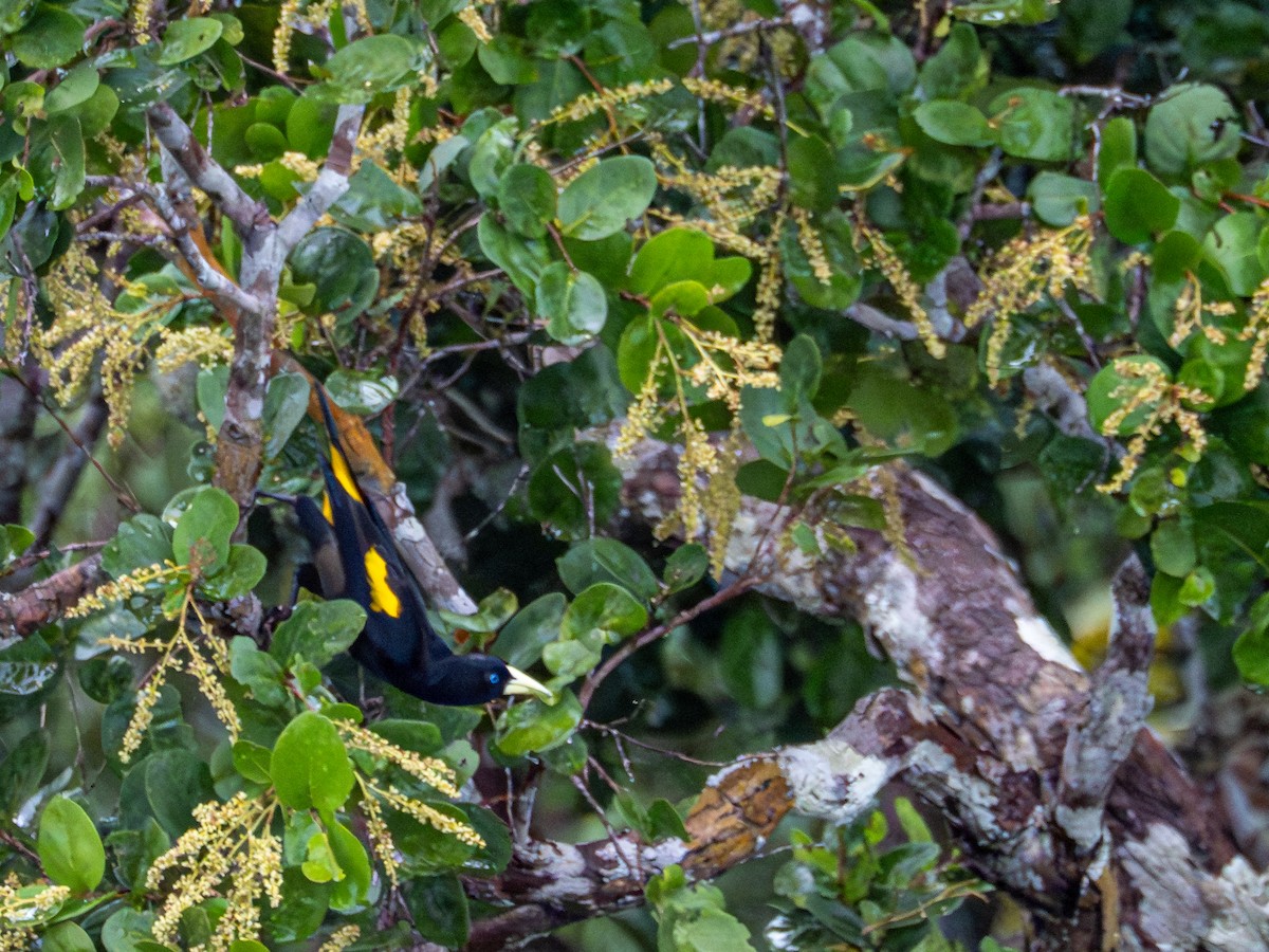 Yellow-rumped Cacique - ML659410780