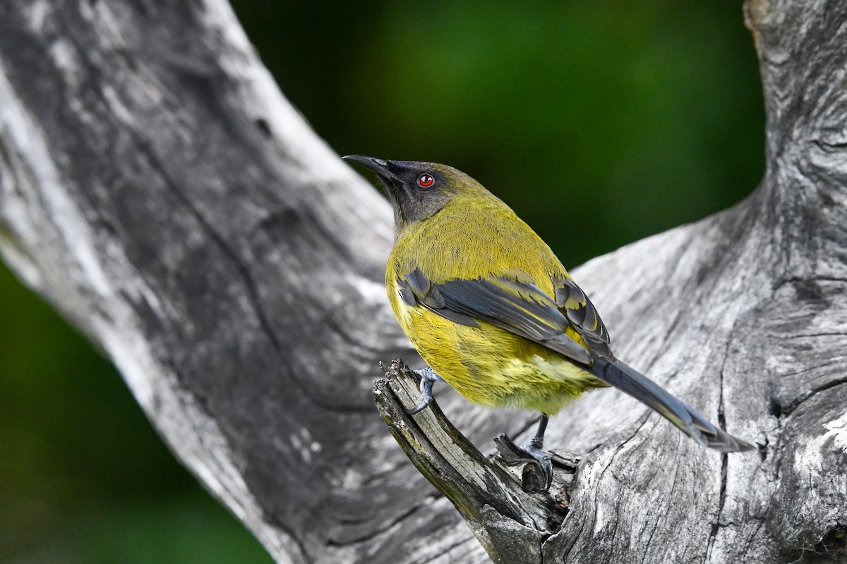 New Zealand Bellbird - ML659411008
