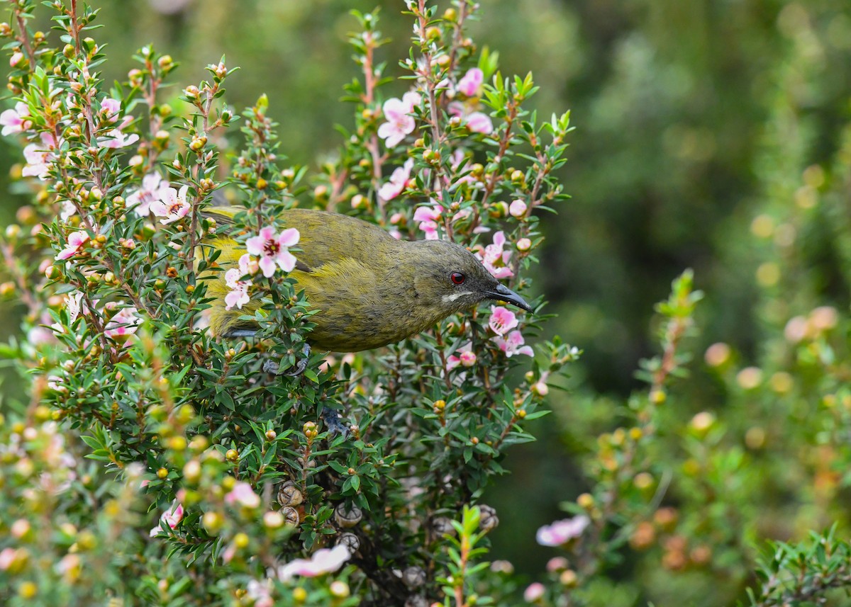 New Zealand Bellbird - ML659411030