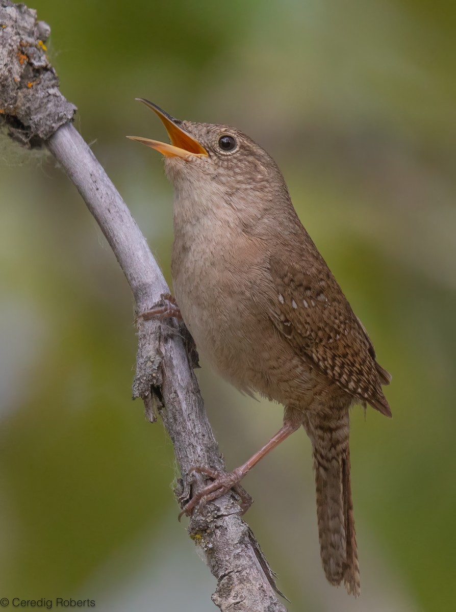 Northern House Wren - ML659411034