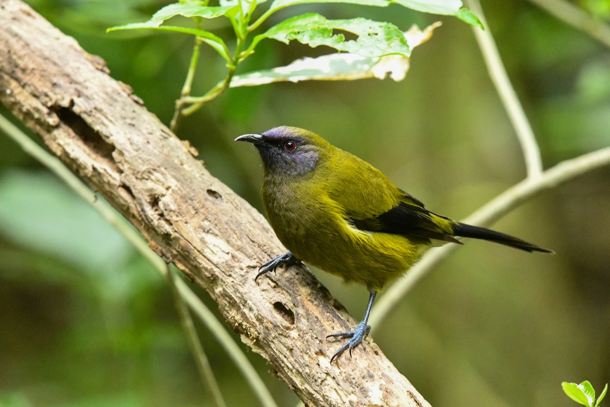 New Zealand Bellbird - ML659411039