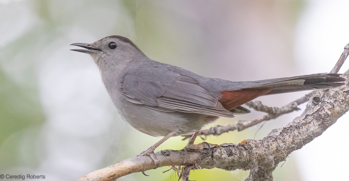 Gray Catbird - ML659411045