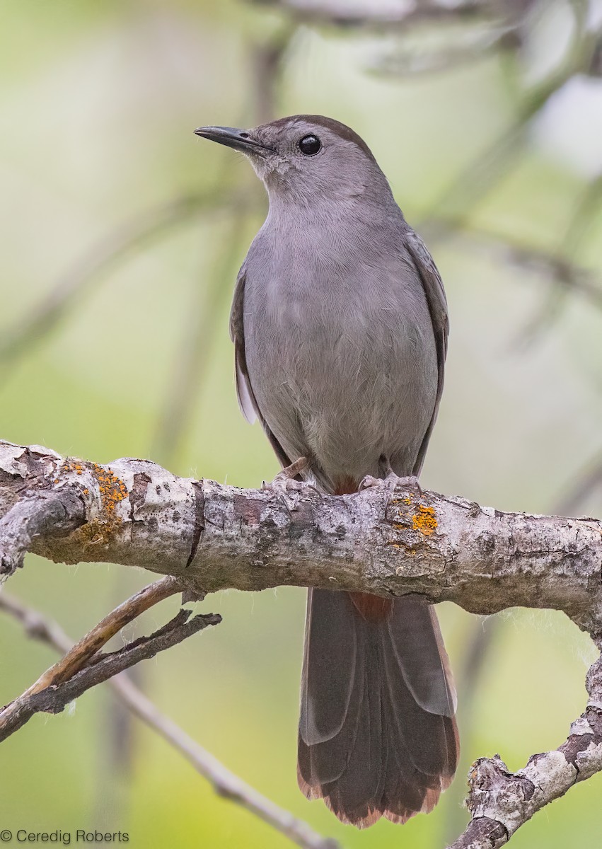 Gray Catbird - ML659411047