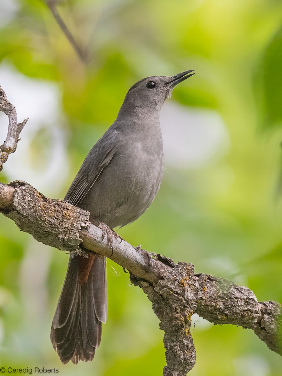Gray Catbird - ML659411049