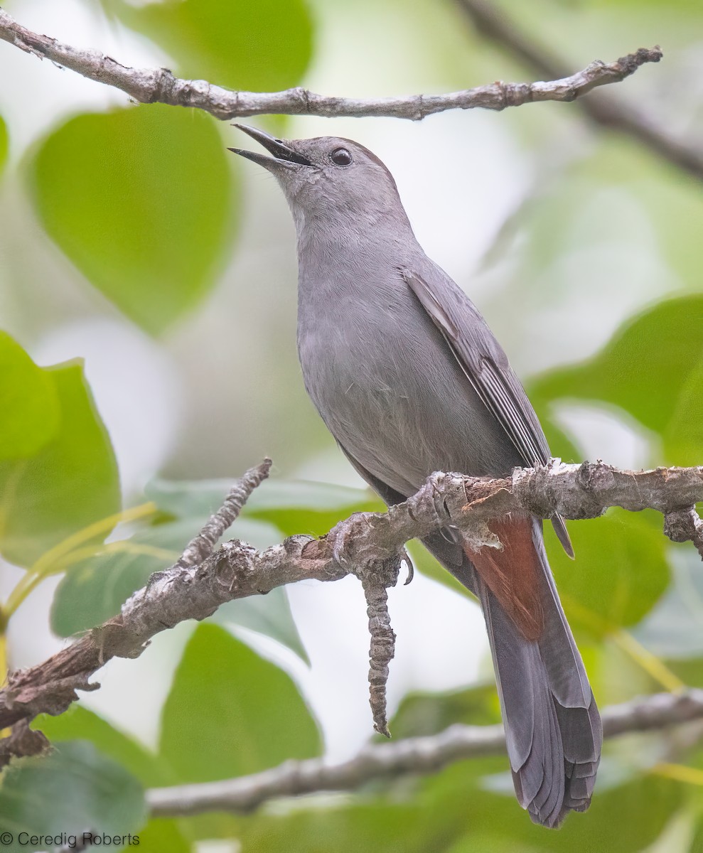 Gray Catbird - ML659411053
