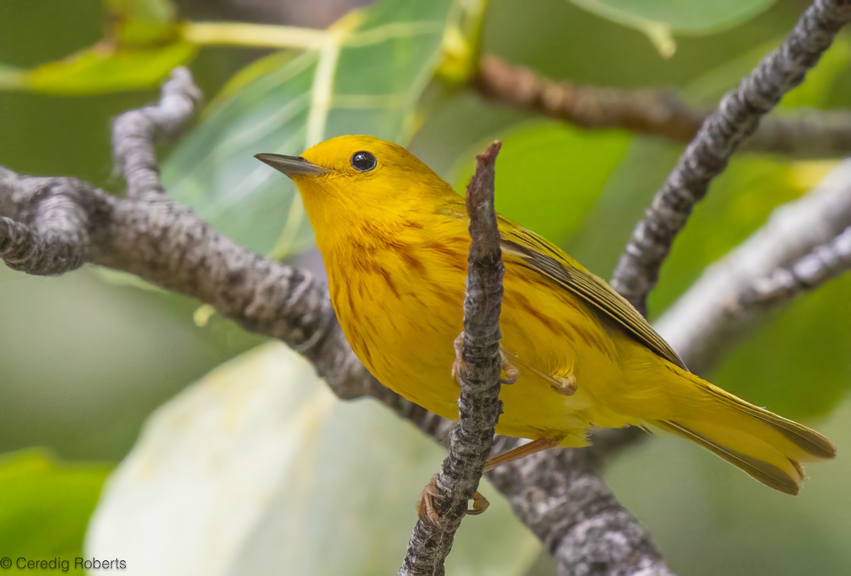 Northern Yellow Warbler - ML659411067