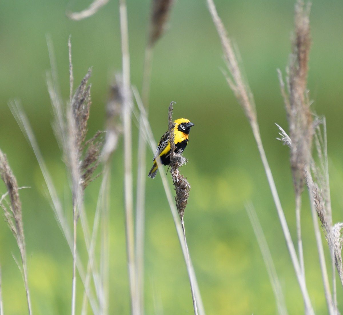 Yellow-crowned Bishop - ML659411724