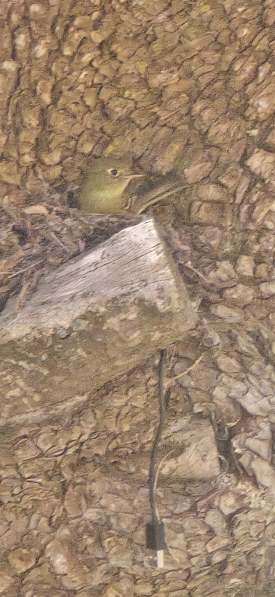 Western Flycatcher - ML659412399