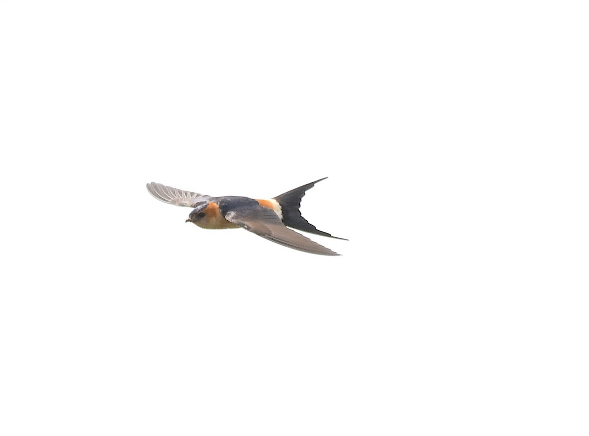 ヨーロッパコシアカツバメ - ML659412419