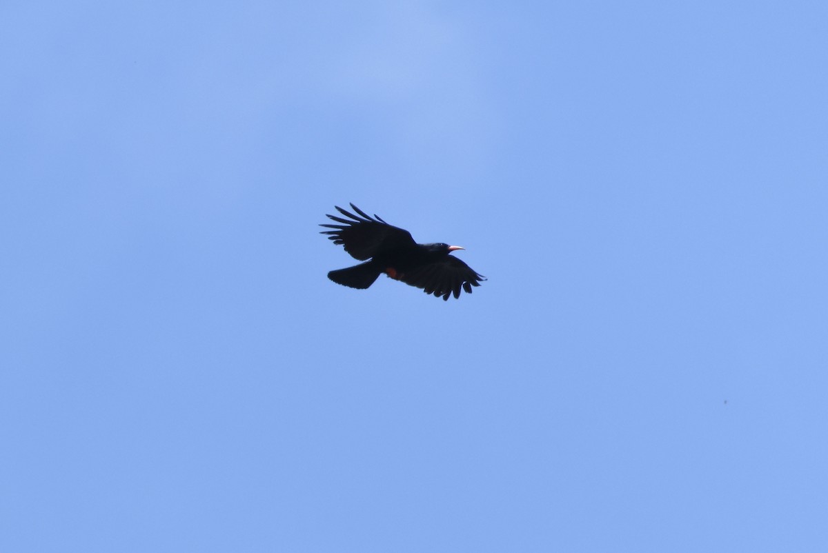 Red-billed Chough - ML659412780