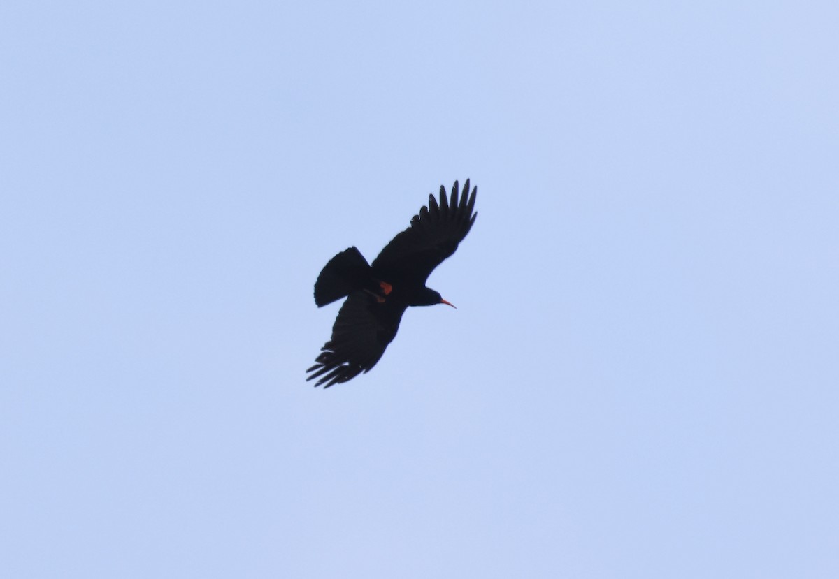 Red-billed Chough - ML659412781