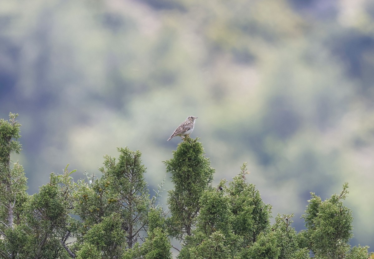 Wood Lark - ML659412794