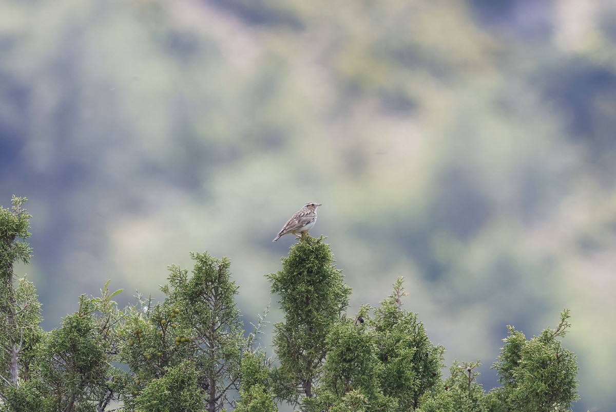 Wood Lark - ML659412795
