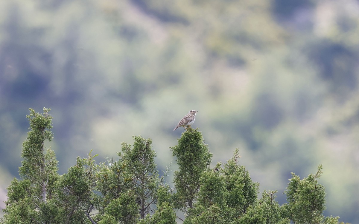 Wood Lark - ML659412796