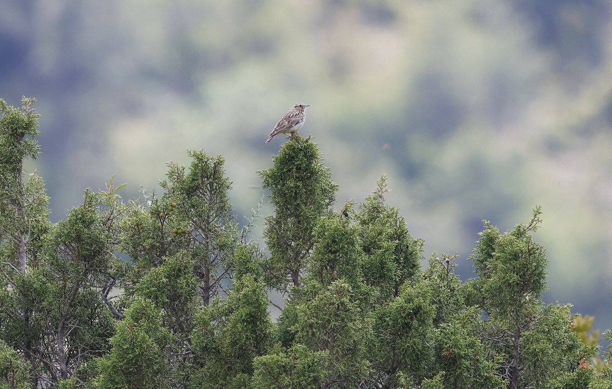 Wood Lark - ML659412797