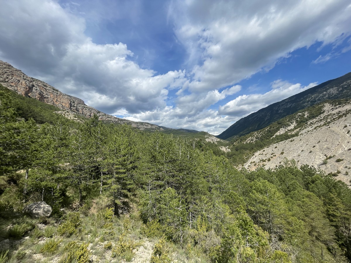 null - ML659412963