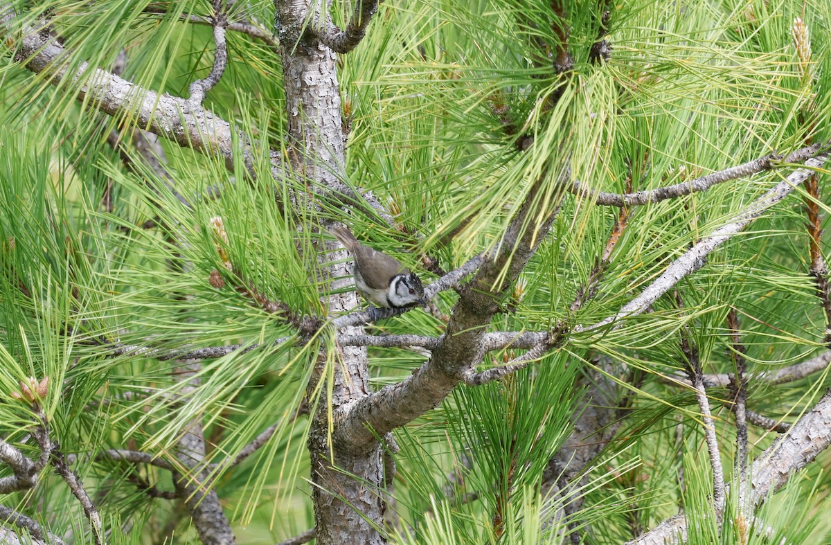 Crested Tit - ML659413039