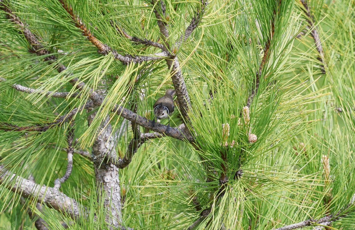 Crested Tit - ML659413040