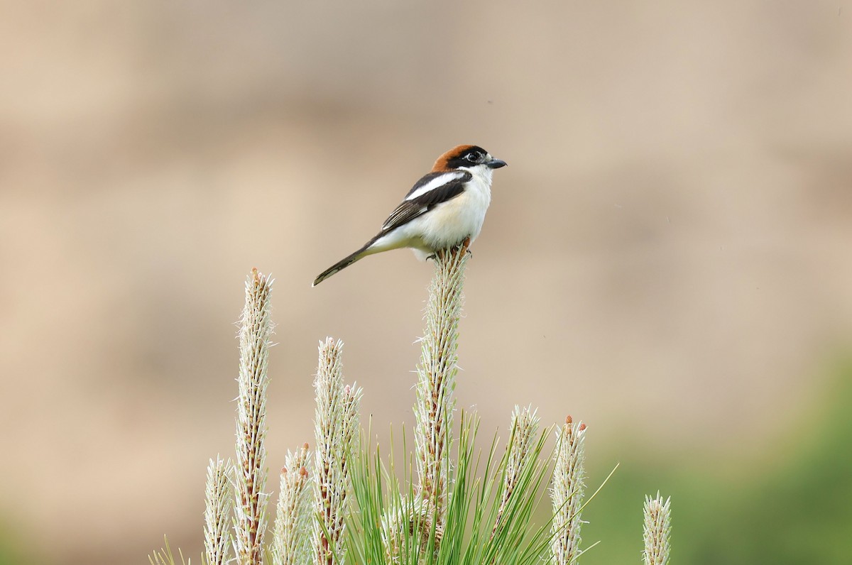 Woodchat Shrike - ML659413091
