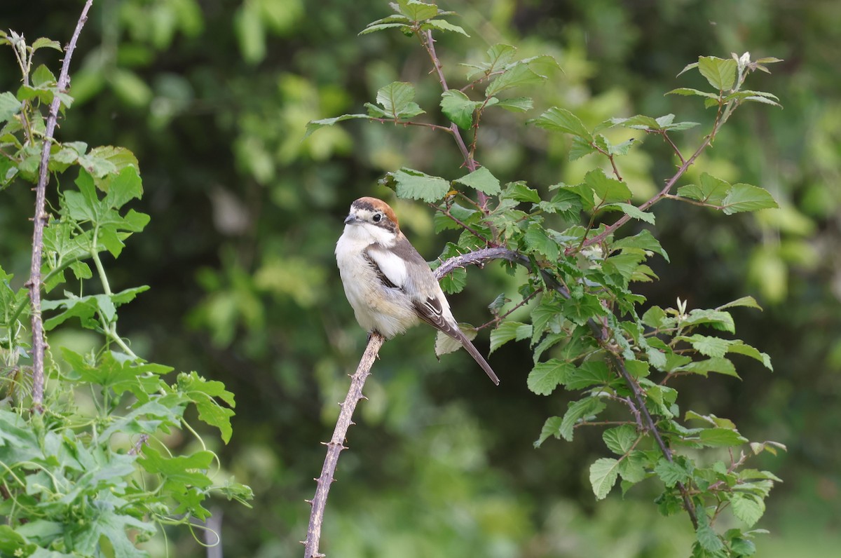 Woodchat Shrike - ML659413092