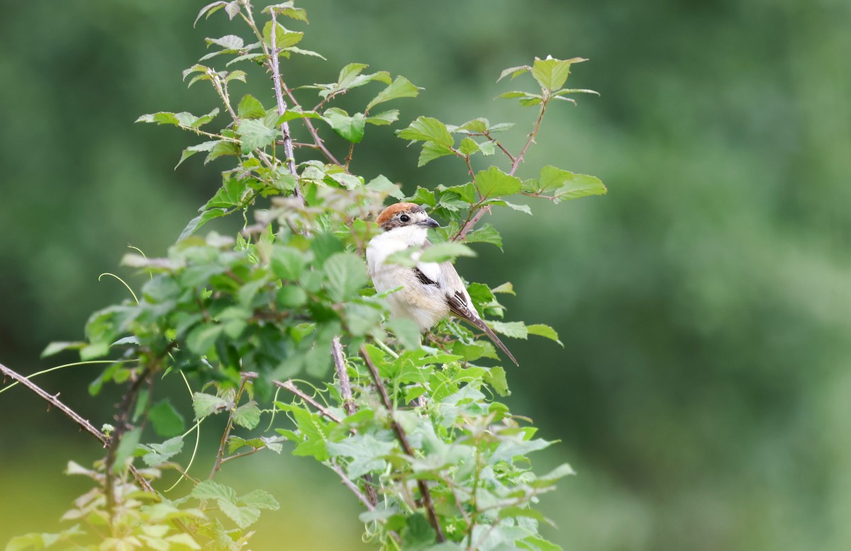 Woodchat Shrike - ML659413093