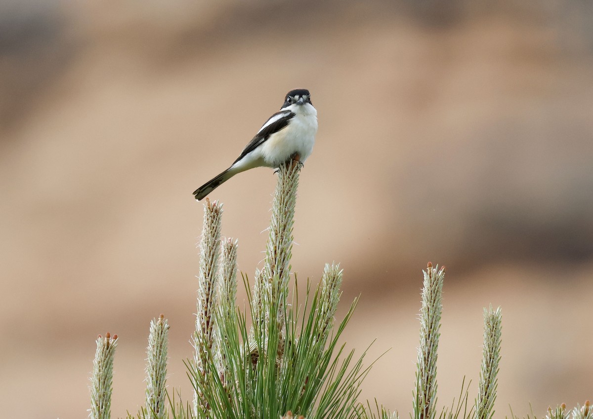 Woodchat Shrike - ML659413095