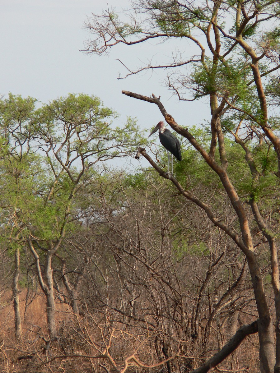 marabu africký - ML659413128