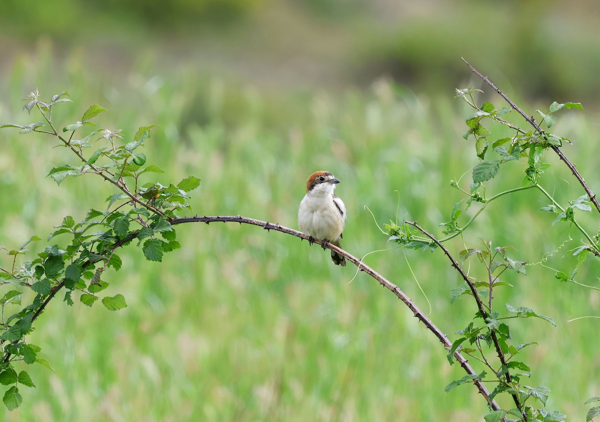 Woodchat Shrike - ML659413143