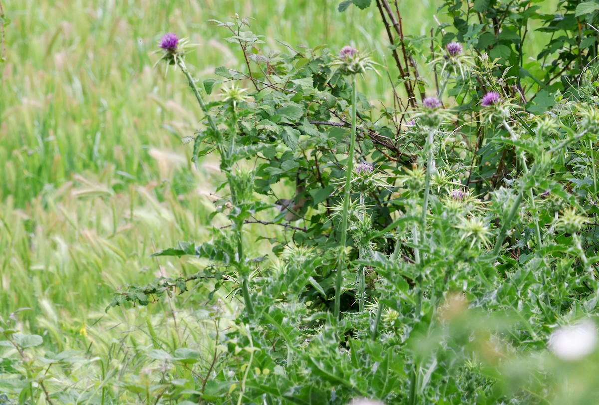 Western Orphean Warbler - ML659413153