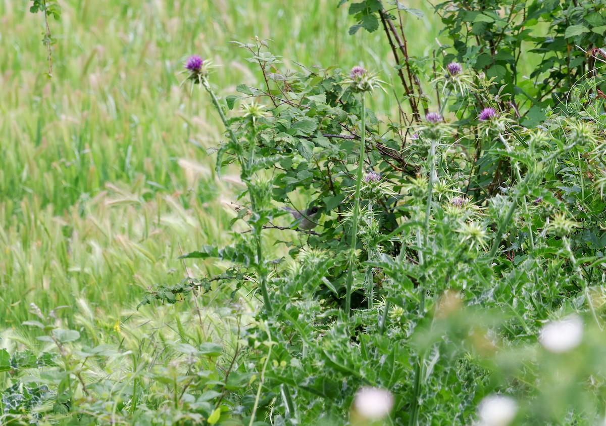Western Orphean Warbler - ML659413154