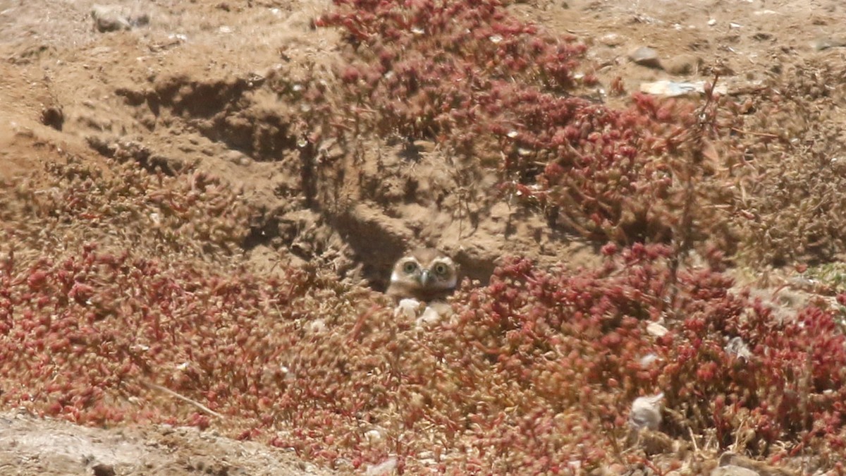 Chevêche des terriers - ML659413692