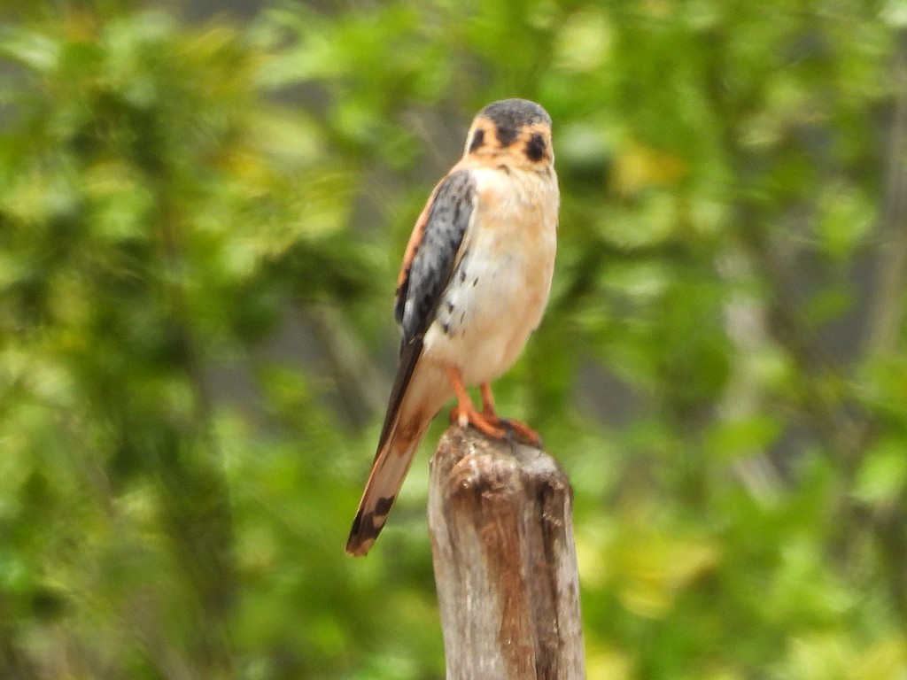 American Kestrel (Hispaniolan) - ML659413919