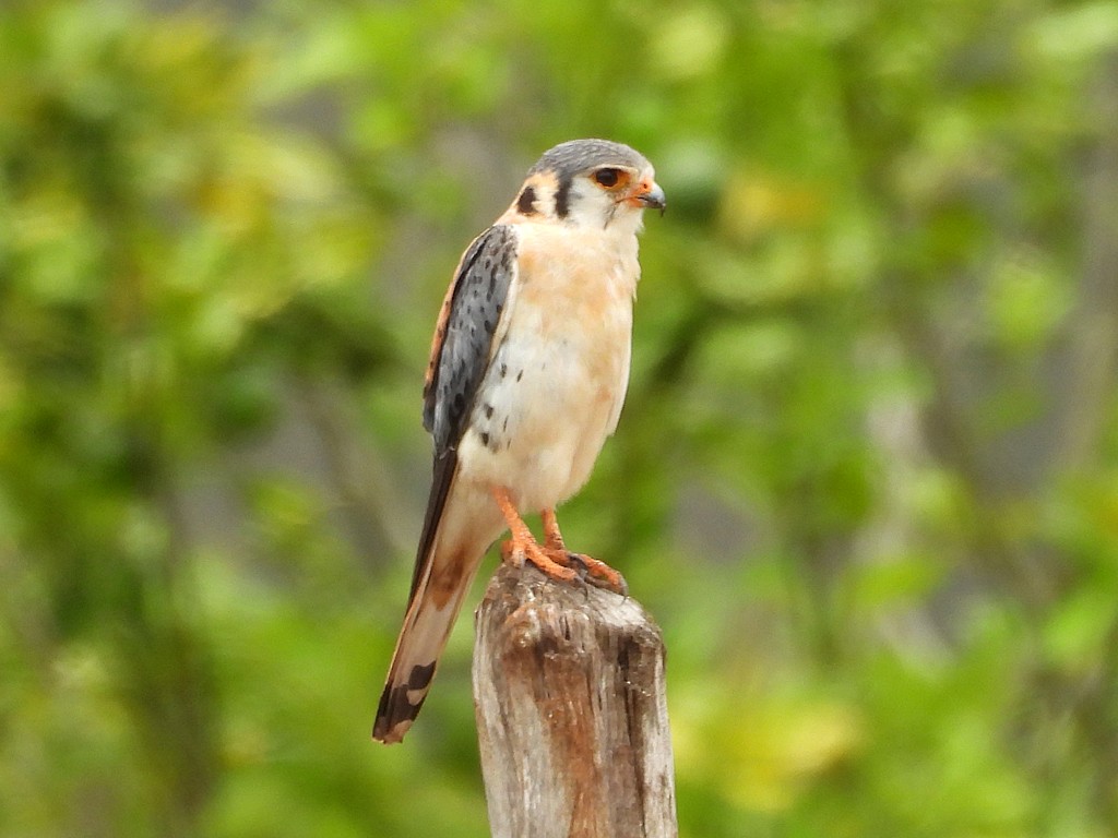 American Kestrel (Hispaniolan) - ML659413921