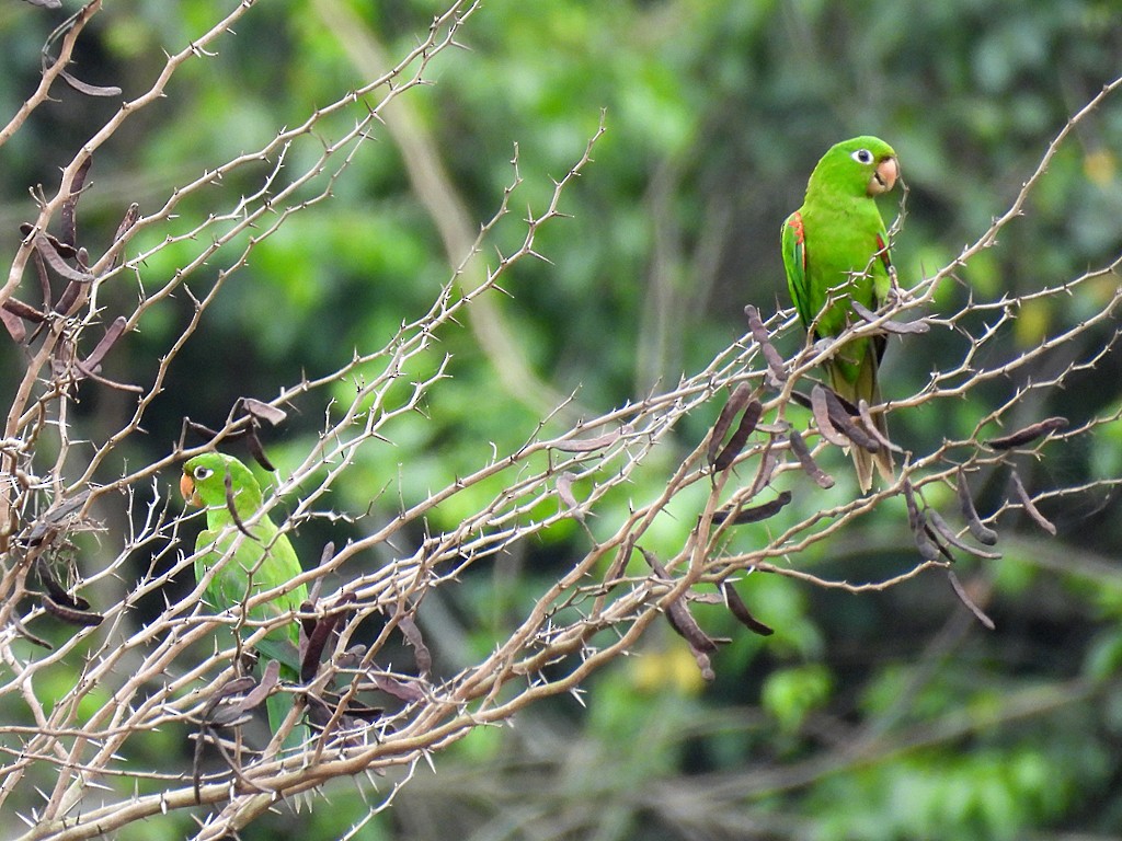 Hispaniolan Parakeet - ML659413942