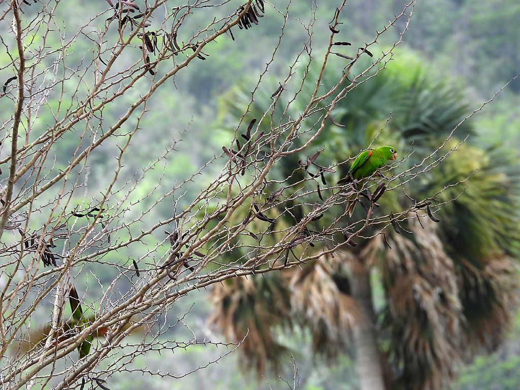 Hispaniolan Parakeet - ML659413943
