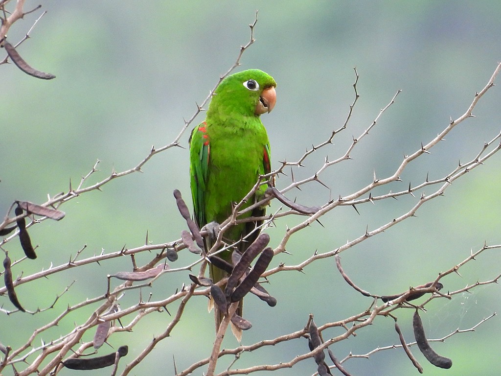 Hispaniolan Parakeet - ML659414057