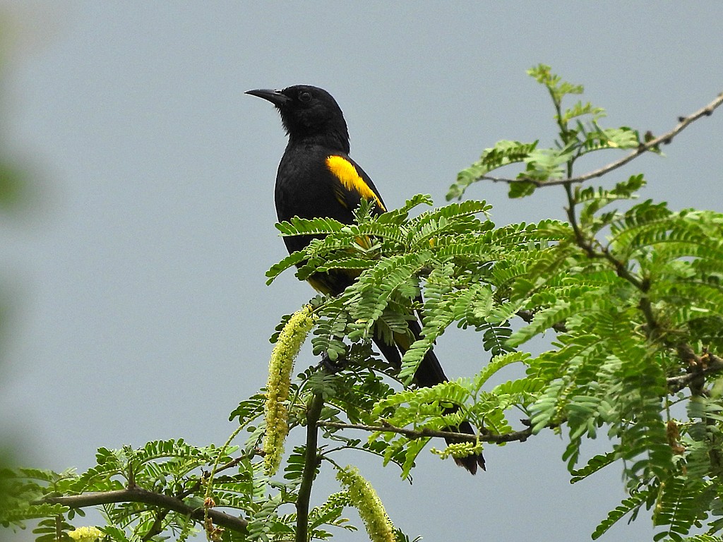 Hispaniolan Oriole - ML659414082