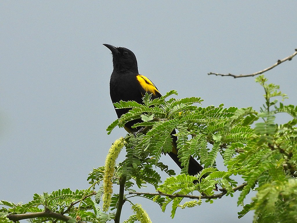 Hispaniolan Oriole - ML659414083