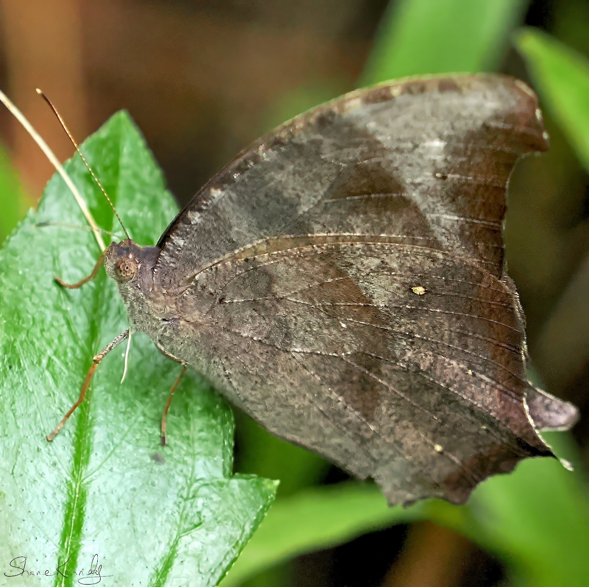Common Evening Brown - ML659414770
