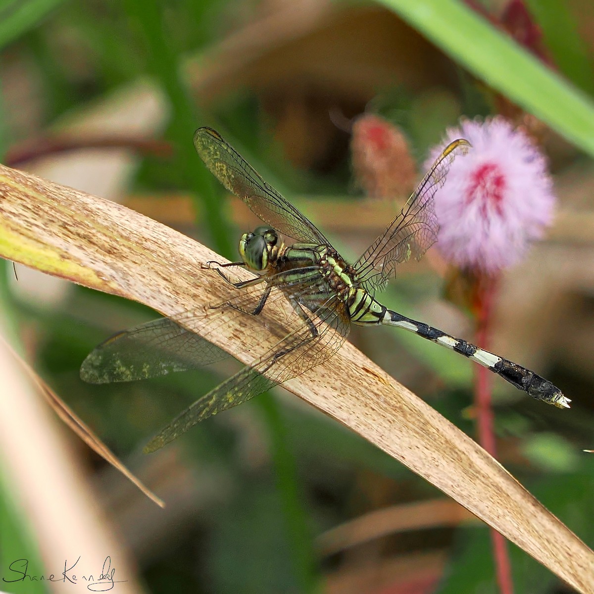 Green Skimmer - ML659414772